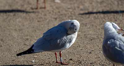 Black-headed Gull (Chroicocephalus ridibundus) [Christianshavns vold og voldgrav, Denmark]