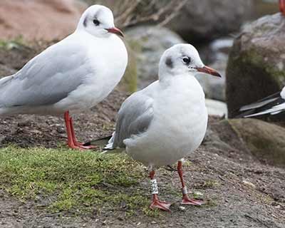 Black-headed Gull (Chroicocephalus ridibundus) [Christianshavns vold og voldgrav, Denmark]