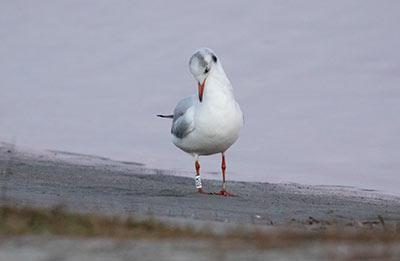 Black-headed Gull (Chroicocephalus ridibundus) [Amager Strandpark, Denmark]