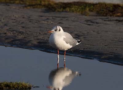 Black-headed Gull (Chroicocephalus ridibundus) [Amager Strandpark, Denmark]