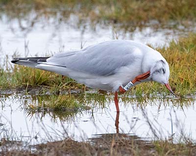 Black-headed Gull (Chroicocephalus ridibundus) [Amager Strandpark, Denmark]