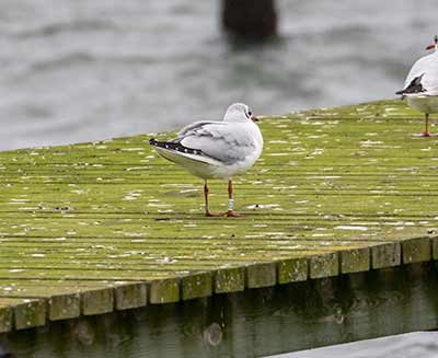 Black-headed Gull (Chroicocephalus ridibundus) [Søstjernen (Amager Strand), Denmark]
