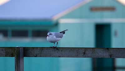 Black-headed Gull (Chroicocephalus ridibundus) [Søstjernen (Amager Strand), Denmark]