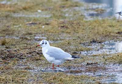 Black-headed Gull (Chroicocephalus ridibundus) [Amager Strandpark, Denmark]