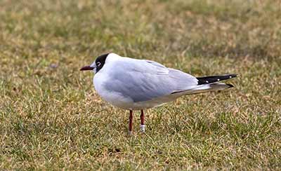 Black-headed Gull (Chroicocephalus ridibundus) [Amager Strandpark, Denmark]