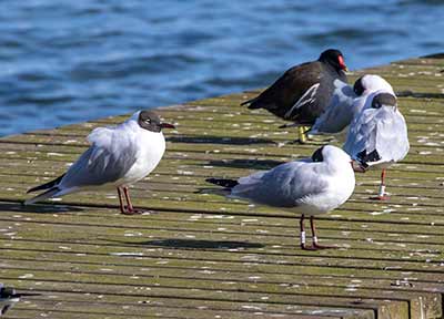 Black-headed Gull