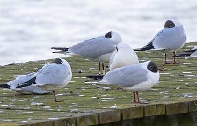 Black-headed Gull (Chroicocephalus ridibundus) [Søstjernen (Amager Strand), Denmark]