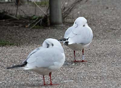 Black-headed Gull (Chroicocephalus ridibundus) [Dragør, Denmark]