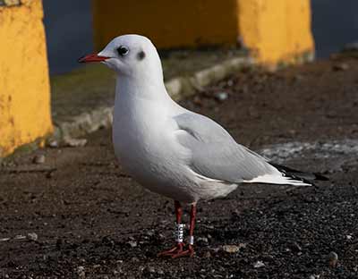 Black-headed Gull (Chroicocephalus ridibundus) [Dragør, Denmark]