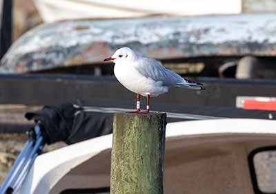 Black-headed Gull (Chroicocephalus ridibundus) [Dragør, Denmark]