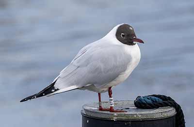Black-headed Gull (Chroicocephalus ridibundus) [Dragør, Denmark]