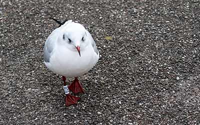 Black-headed Gull (Chroicocephalus ridibundus) [Dragør, Denmark]