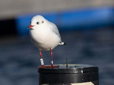 Black-headed Gull (Chroicocephalus ridibundus) [Dragør, Denmark]