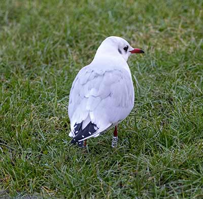 Black-headed Gull (Chroicocephalus ridibundus) [Dragør, Denmark]