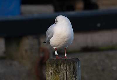 Black-headed Gull (Chroicocephalus ridibundus) [Dragør, Denmark]