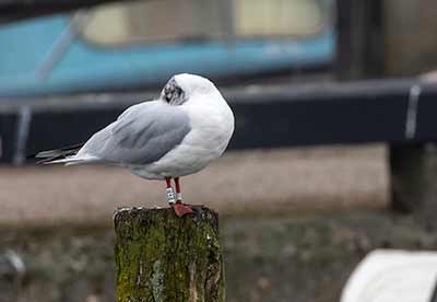 Black-headed Gull (Chroicocephalus ridibundus) [Dragør, Denmark]