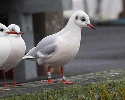 Black-headed Gull (Chroicocephalus ridibundus) [Dragør, Denmark]