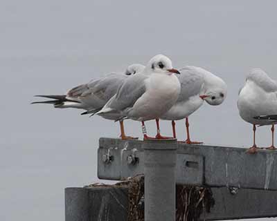 Black-headed Gull (Chroicocephalus ridibundus) [Dragør, Denmark]