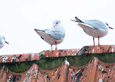 Black-headed Gull (Chroicocephalus ridibundus) [Dragør, Denmark]