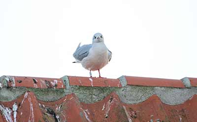 Black-headed Gull (Chroicocephalus ridibundus) [Dragør, Denmark]