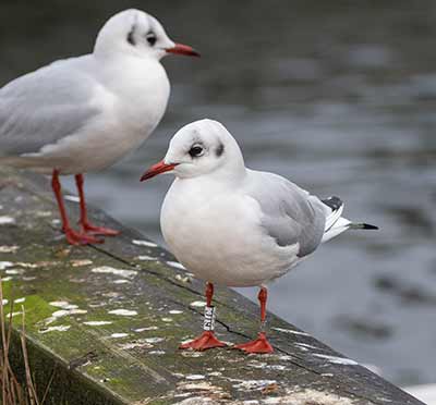 Black-headed Gull (Chroicocephalus ridibundus) [Dragør, Denmark]
