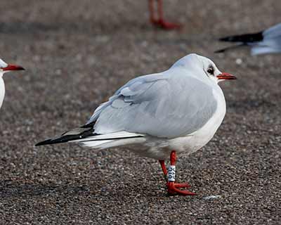 Black-headed Gull (Chroicocephalus ridibundus) [Dragør, Denmark]