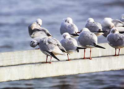 Black-headed Gull (Chroicocephalus ridibundus) [Dragør, Denmark]