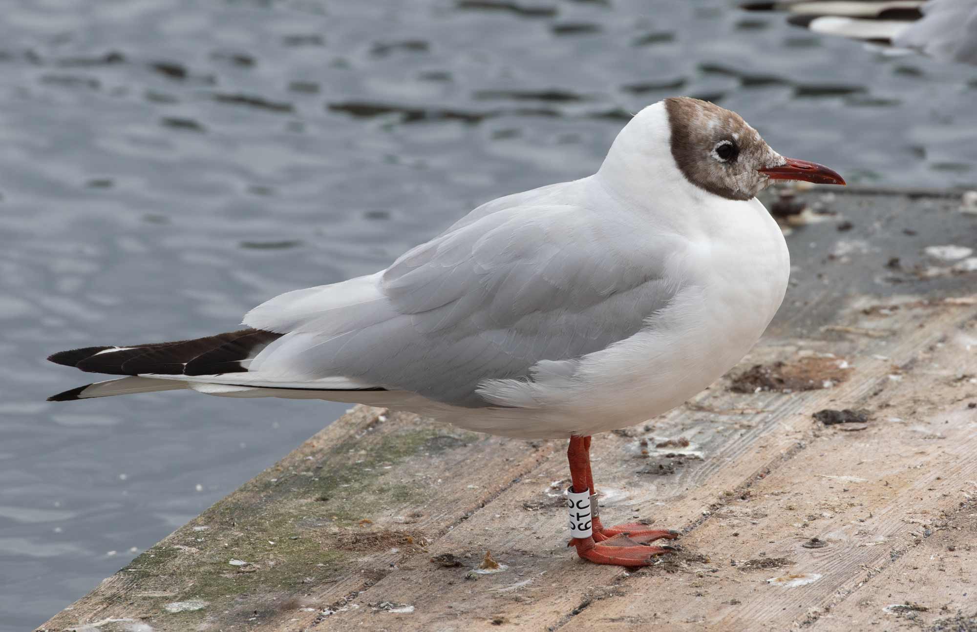 Black-headed Gull (Chroicocephalus ridibundus) [Dragør, Denmark]