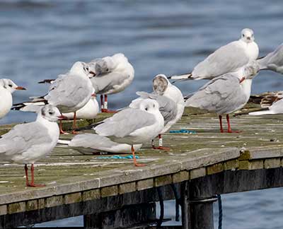 Black-headed Gull (Chroicocephalus ridibundus) [Dragør, Denmark]
