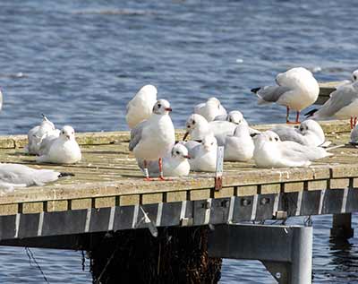 Black-headed Gull (Chroicocephalus ridibundus) [Dragør, Denmark]