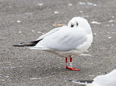Black-headed Gull (Chroicocephalus ridibundus) [Dragør, Denmark]
