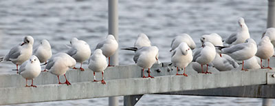 Black-headed Gull (Chroicocephalus ridibundus) [Dragør, Denmark]