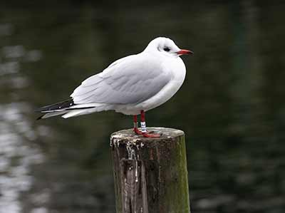 Black-headed Gull (Chroicocephalus ridibundus) [Dragør, Denmark]