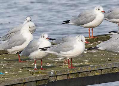 Black-headed Gull (Chroicocephalus ridibundus) [Dragør, Denmark]