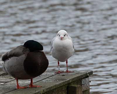 Black-headed Gull (Chroicocephalus ridibundus) [Søerne (København), Denmark]