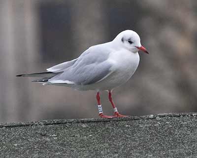 Black-headed Gull (Chroicocephalus ridibundus) [Søerne (København), Denmark]