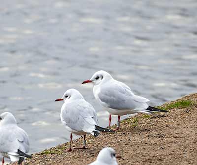 Black-headed Gull (Chroicocephalus ridibundus) [Søerne (København), Denmark]