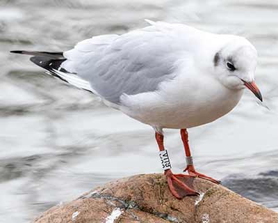 Black-headed Gull (Chroicocephalus ridibundus) [Christianshavns vold og voldgrav, Denmark]