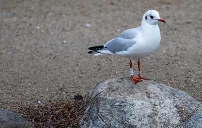 Black-headed Gull (Chroicocephalus ridibundus) [Christianshavns vold og voldgrav, Denmark]