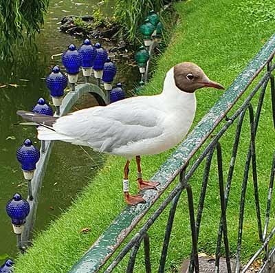 Black-headed Gull (Chroicocephalus ridibundus) [København (sjælland), Denmark]
