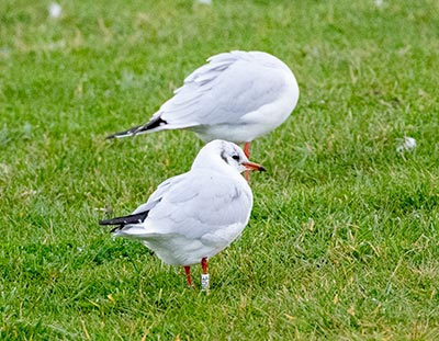 Black-headed Gull (Chroicocephalus ridibundus) [Amager Strandpark, Denmark]