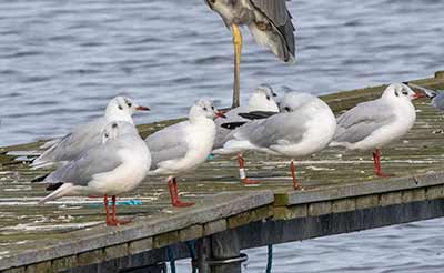 Black-headed Gull (Chroicocephalus ridibundus) [Dragør, Denmark]