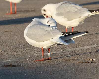Black-headed Gull (Chroicocephalus ridibundus) [Brøndby Strand, Denmark]