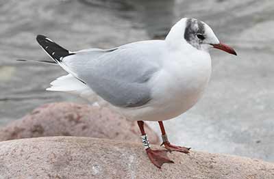 Black-headed Gull (Chroicocephalus ridibundus) [Christianshavns vold og voldgrav, Denmark]