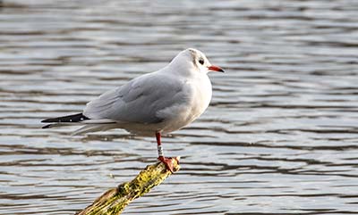 Black-headed Gull (Chroicocephalus ridibundus) [Søerne (København), Denmark]