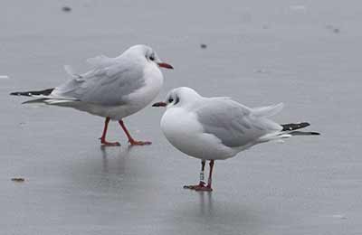 Black-headed Gull (Chroicocephalus ridibundus) [Christianshavns vold og voldgrav, Denmark]