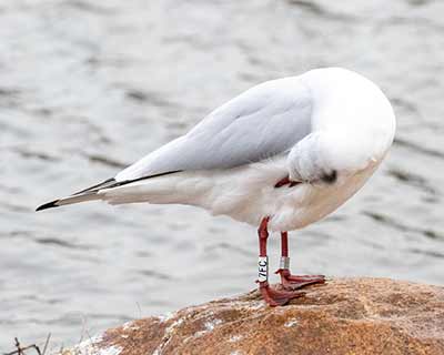 Black-headed Gull (Chroicocephalus ridibundus) [Christianshavns vold og voldgrav, Denmark]