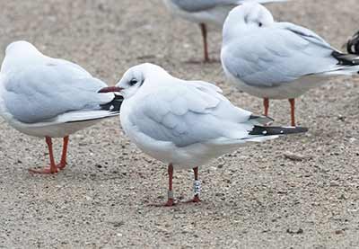 Black-headed Gull (Chroicocephalus ridibundus) [Christianshavns vold og voldgrav, Denmark]