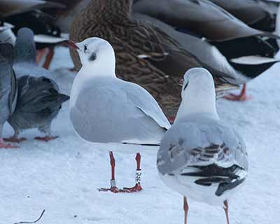 Black-headed Gull (Chroicocephalus ridibundus) [Christianshavns vold og voldgrav, Denmark]