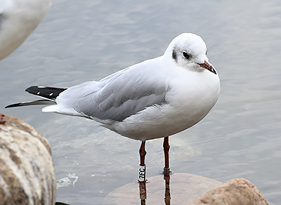 Black-headed Gull (Chroicocephalus ridibundus) [Christianshavns vold og voldgrav, Denmark]